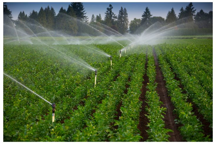 Stratégies pour une irrigation durable face à la rareté de l'eau