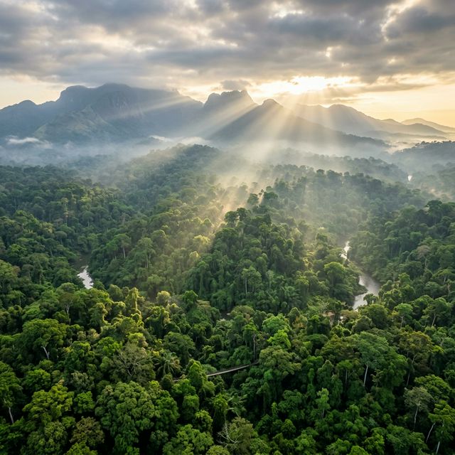 Crédits Carbone : Comment l'Afrique de l'Ouest monétise son patrimoine forestier